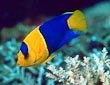 Bicolor Angel Fish